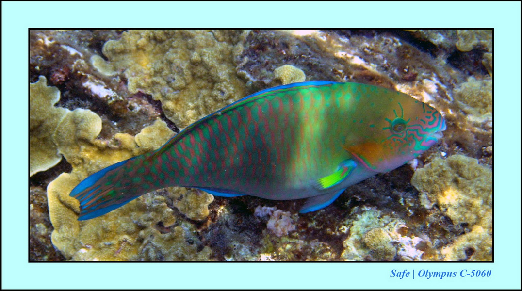 2005 - 08 - Redang  - 035.JPG